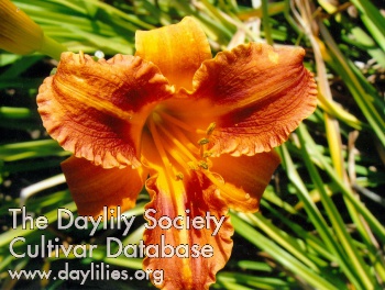 Bee's Kathy Lee AHS image
