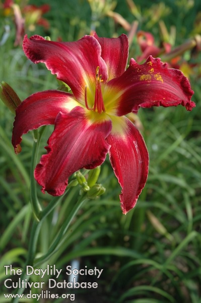 Gryphon Arlow Stout AHS image