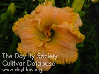 Nuggets of Honey AHS image