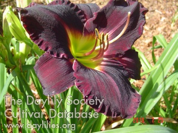 Bill Alley's Dark Beauty AHS image