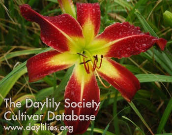 Pinke Panke AHS image