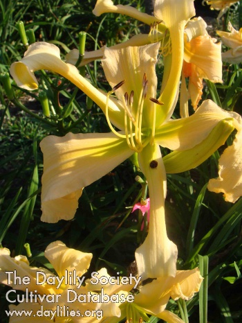 Jean's Peach Dragon AHS image