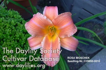 Rosa Woschek AHS image