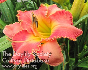 Doris Delorey AHS image