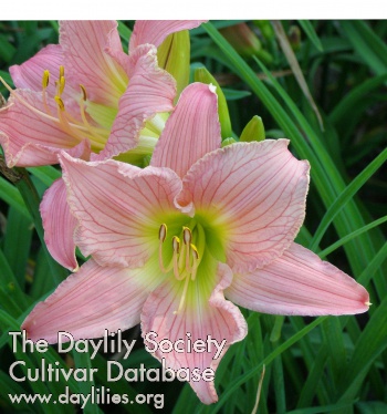 Chatauqua Pink Taffy