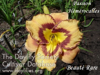 Beauté Rare AHS image