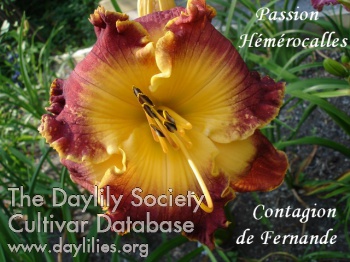 Contagion de Fernande AHS image