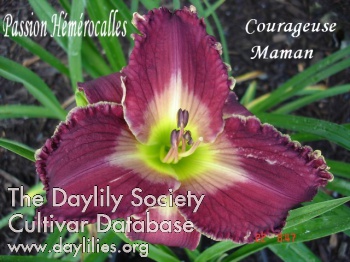 Courageuse Maman AHS image