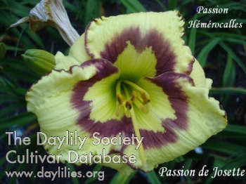 Passion de Josette AHS image