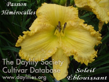 Soleil Éblouissant AHS image