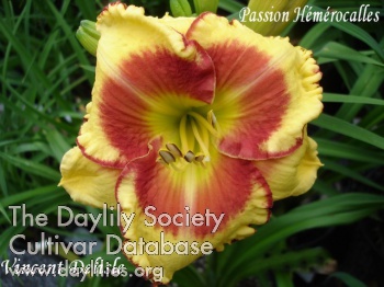 Vincent Delisle AHS image