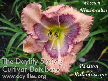Passion Kaléidoscope AHS image