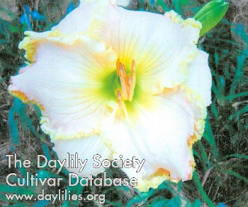 Canoochee Heart Throb AHS image