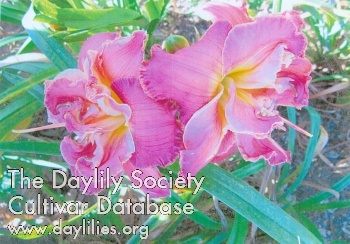 Canoochee Double Check AHS image