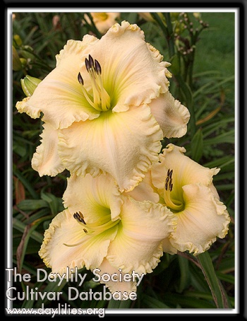 Simply Voluptuous AHS image