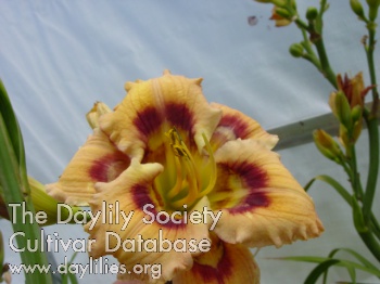 One Night Pollination AHS image