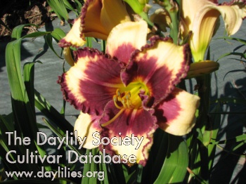 Soeur Denise AHS image