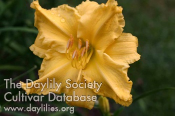 Golly Poly AHS image