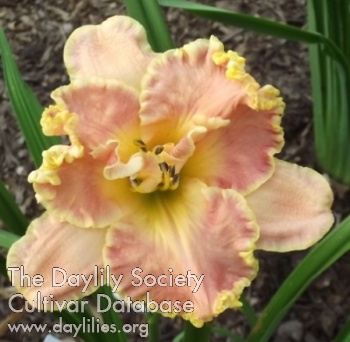Peach Champagne AHS image