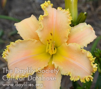 Ruffled Peach Angel AHS image