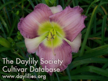 Adamah's Orchid Dreams