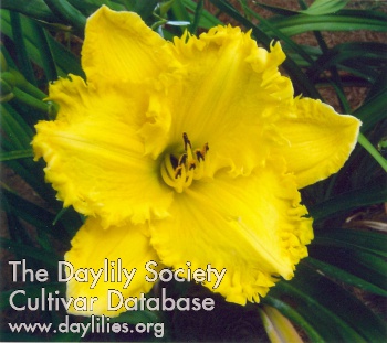 Kennebec Toothy Sunshine AHS image