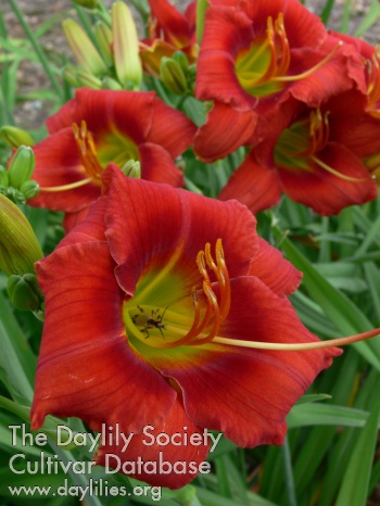 Hypnotic Red AHS image
