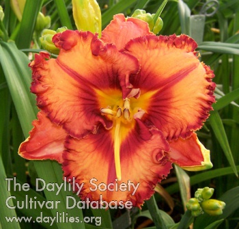 Ozark Garden Gem AHS image