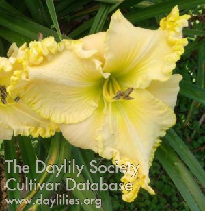 Yellow Angel Wings AHS image