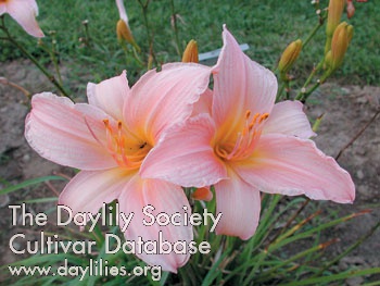 Olallie Marianne's Mauve AHS image