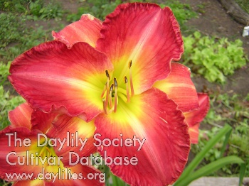 Calypso Noel AHS image