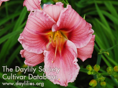 Olallie Barbara Thompson AHS image