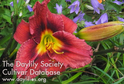 Olallie Betty Groden AHS image