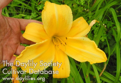 Olallie Jo-Jo AHS image