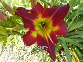 Century Beauty AHS image