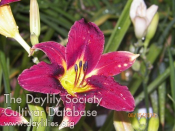 Ruth's Scarlet Star AHS image
