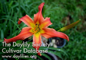 Jacque's Little Spider AHS image