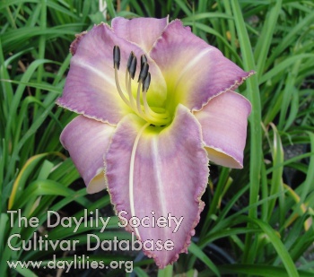 Delaware Liberal AHS image