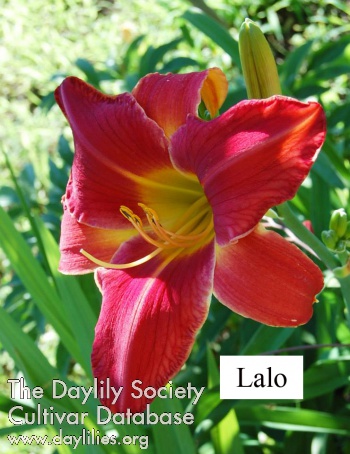 Lalo AHS image
