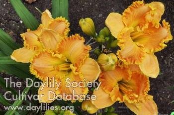 Orange Dewdrop AHS image