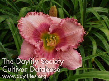Strawberry Delight AHS image