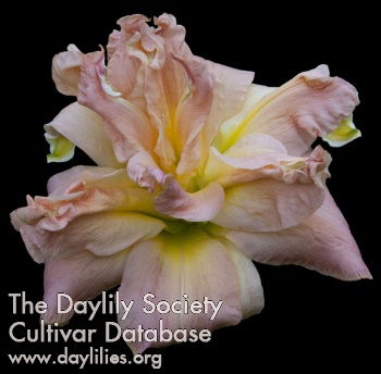 Daily Delight AHS image