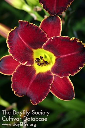 Gulf Coast Morning Delight AHS image