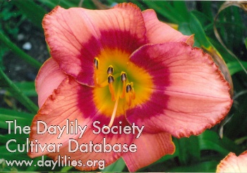 Raspberry Scramble AHS image