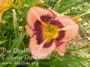 Bodacious Tatas AHS image