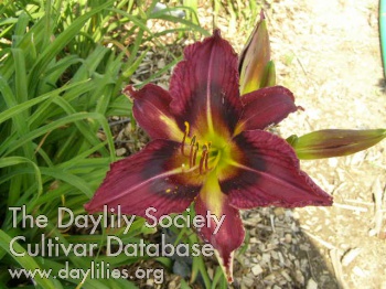Purple Wisdom AHS image