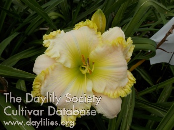 Summer Pearls AHS image