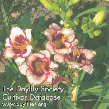 Dina's Delight AHS image