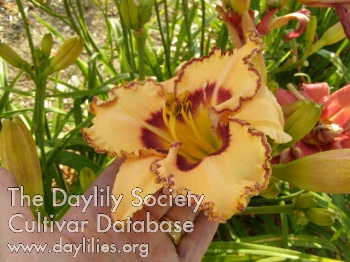 Bonita's Blossom AHS image