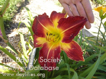 Elfie's Beauty AHS image